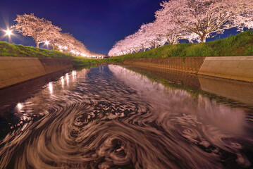 草場川の桜並木のライトアップ