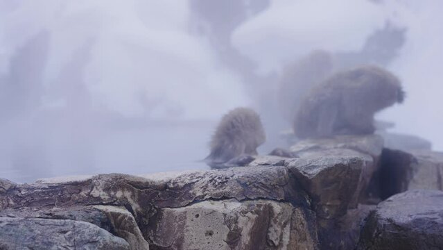 Macaca fuscata, Japanese Snow Monkeys in Geothermal Hot Spring 4k