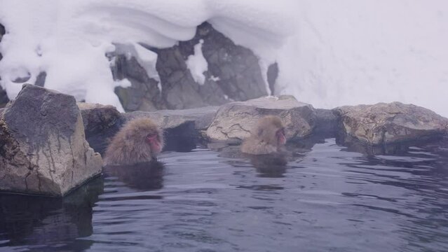 Japanese Macaques sitting in natural Onsen Hot Water in Jigokudani, Nagano