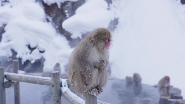 Japanese Snow Monkey (Macaca fuscata) with snow in fur, Winter in Jigokudani