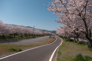 田舎の道沿いに咲く満開の桜
