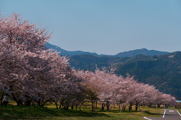田舎の道沿いに咲く満開の桜
