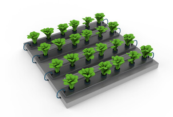 raised plants in garden bed isolated on white