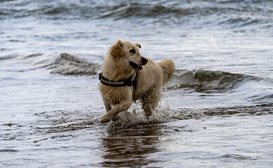 Golden retriever in low tide sea