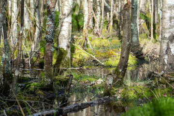 Forest swamp with green algae 
