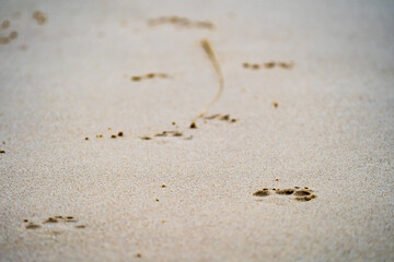 Dog paws on beach