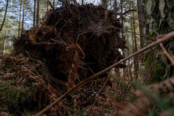 Fallen tree roots
