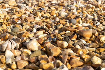 Sea Shells On Beach