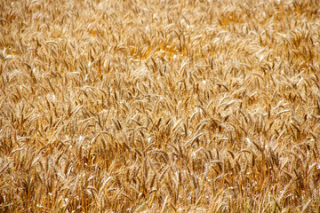 Wheat Field Ready for Harvest Background