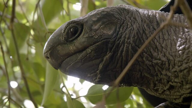 Detail through foliage to tortoise's head