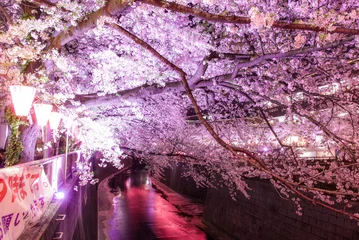Foto op Canvas 目黒川桜祭り  © YUKI