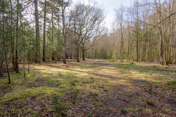 Fototapeta na wymiar Woodland walk in the forest in the spring , Hampshire