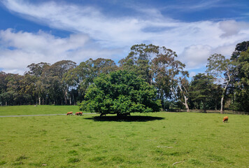 trees in th field with good weather