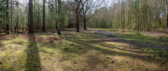 Woodland walk in the forest in the spring , Hampshire