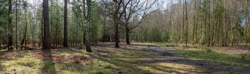 Woodland walk in the forest in the spring , Hampshire - obrazy, fototapety, plakaty