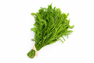 Leucaena leucocepphala on white background.