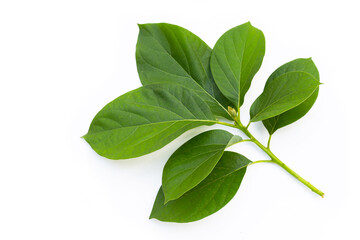 Avocado leaves on white background.