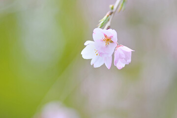 Obraz premium 宝登山神社のシダレザクラ