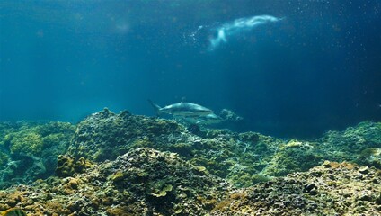Fototapeta na wymiar Blacktip reef in the shallow water at a coral reef