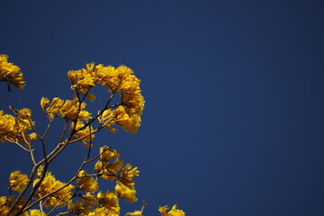 Fototapeta na wymiar yellow flowers against blue sky guallacan