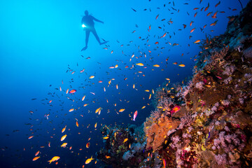Scuba Diver Silhouette over Tropical Coral Reef with Fishes