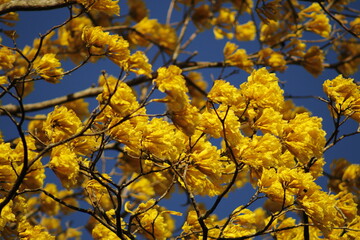 yellow autumn leaves