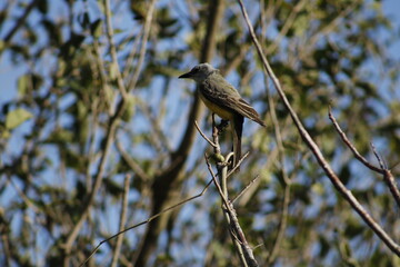 blackbird