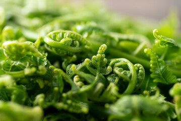 Asian Edible fern or fiddlehead fern, Healthy Leaf vegetable in spring season