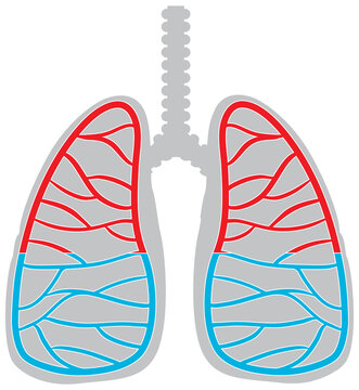 Human lungs icon on white background