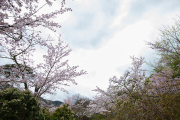 Obraz na płótnie Canvas White pink sakura blossom flower on tree branch