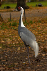The White-naped crane (Antigone vipio) in zoo.