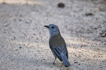 Grey shrike-thrush on the ground alert for predators