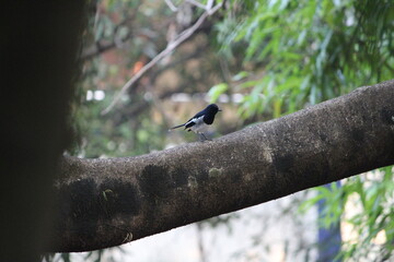 great spotted woodpecker