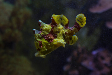The warty frogfish or clown frogfish (Antennarius maculatus).