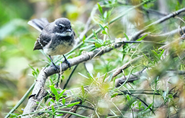 Australian Grey Fantail in tree sat on a branch