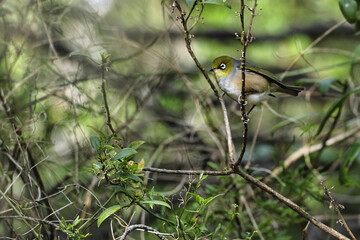Wax Eye or Silver Eye bird looking for food