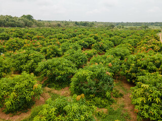 Fototapeta na wymiar mango plantation in a tropical country
