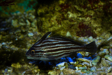 Pareques acuminatus, (the high-hat, cubbyu, streaked ribbonfish or striped drum).