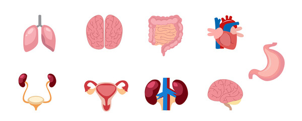 body organ vector illustration design suitable for medical school lessons