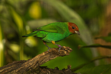 The bay-headed tanager (Tangara gyrola).