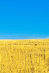 Ukrainian flag in nature