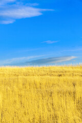 Obraz premium Ukrainian flag in nature