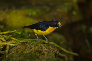 Fototapeta premium The violaceous euphonia (Euphonia violacea).