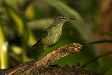 The red-legged honeycreeper (Cyanerpes cyaneus), female .