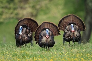 Triple Turkey