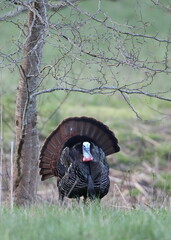 Turkey in the meadow