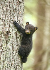 Tree Hugger