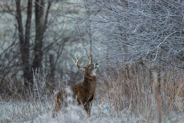 Whitetail Buck in Rut
