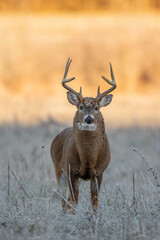 Whitetail at Sunrise
