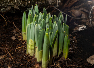 Hyacinth that has not yet bloomed. 